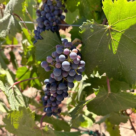 Sol Del Valle Valle de Guadalupe Εξωτερικό φωτογραφία